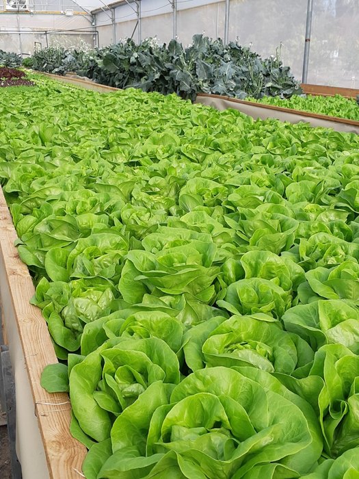 חסה משי - באריזה