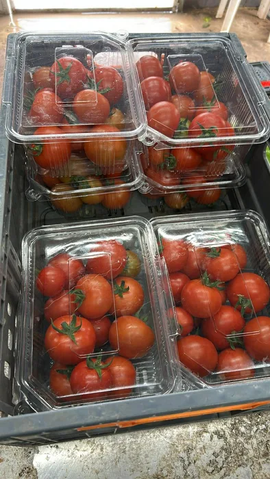 עגבניות מגי באריזה- 2 ק"ג
