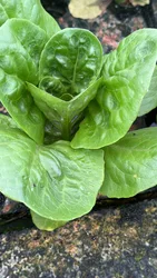 חסה ליטל ג'ם