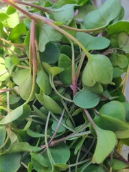 מיקרו עליי אלפפא