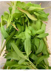 מיקרו עליי מנגולד-באריזה- 60 גר' נטו